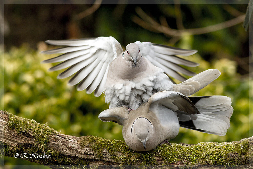 Eurasian Collared Dove