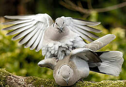 Eurasian Collared Dove