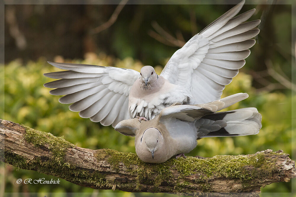 Eurasian Collared Doveadult, mating.