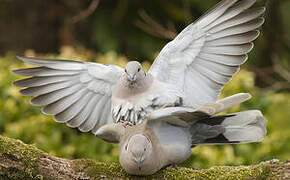 Eurasian Collared Dove