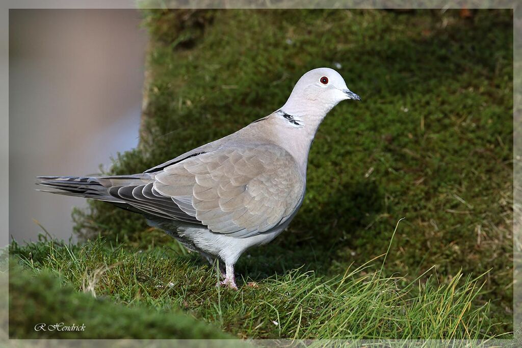 Eurasian Collared Dove