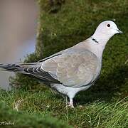 Eurasian Collared Dove