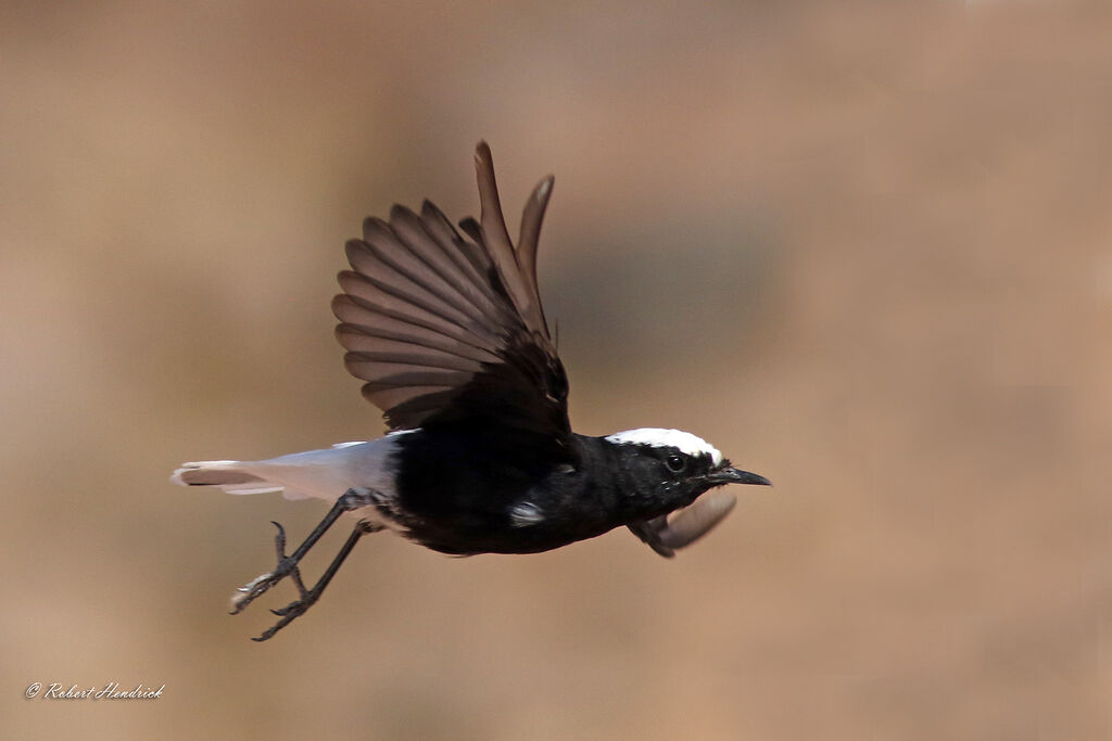 White-crowned Wheatear