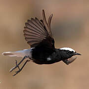 White-crowned Wheatear