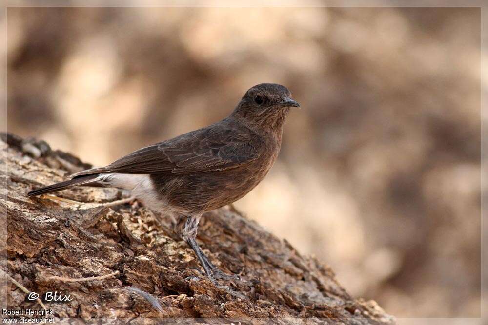 Mountain Wheatear