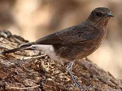 Mountain Wheatear