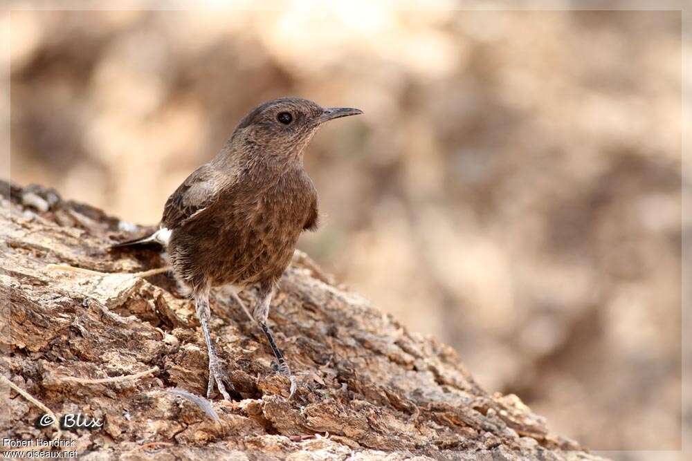 Traquet montagnard1ère année, identification