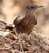 Mountain Wheatear