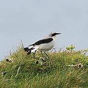 Northern Wheatear