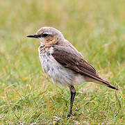 Northern Wheatear