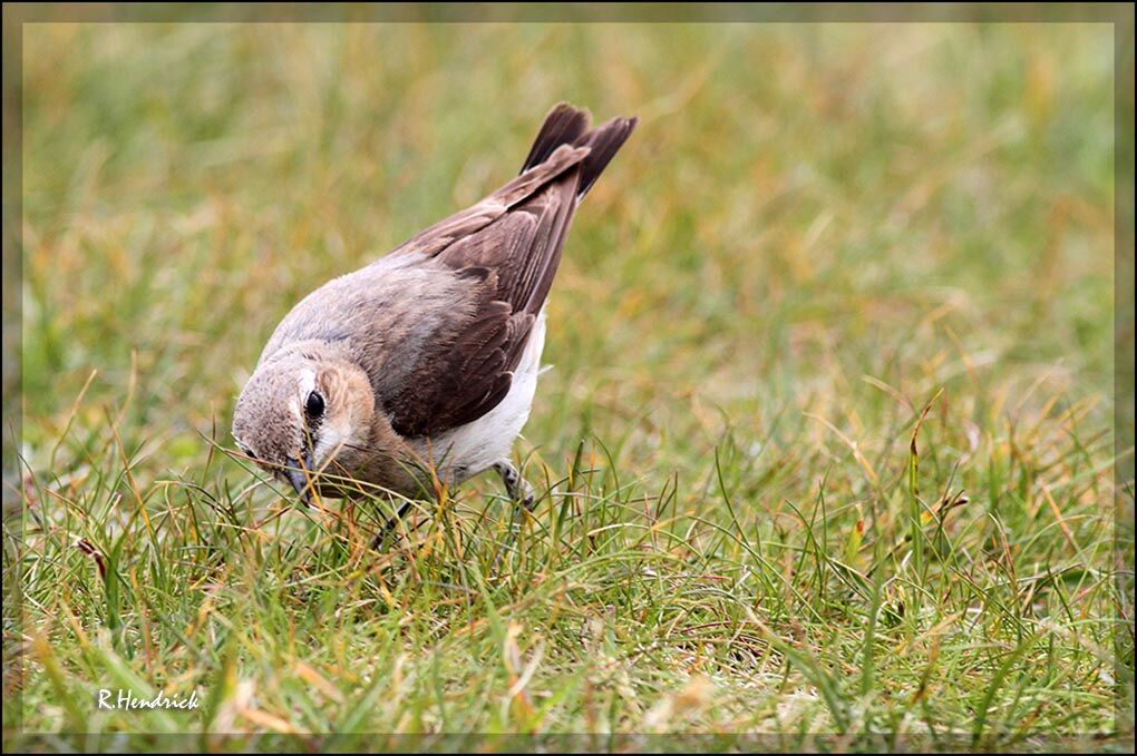 Northern Wheatear