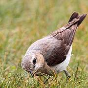 Northern Wheatear