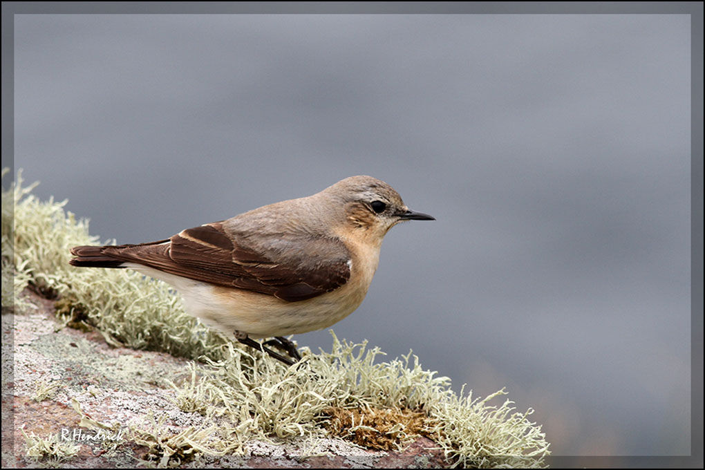 Northern Wheatear