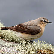 Northern Wheatear