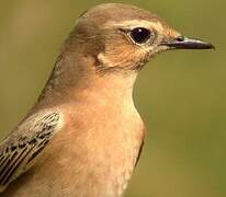 Northern Wheatear