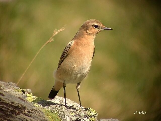 Northern Wheatear