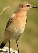 Northern Wheatear