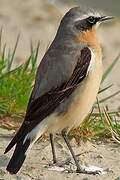 Northern Wheatear