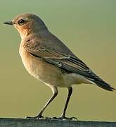 Northern Wheatear