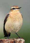 Northern Wheatear