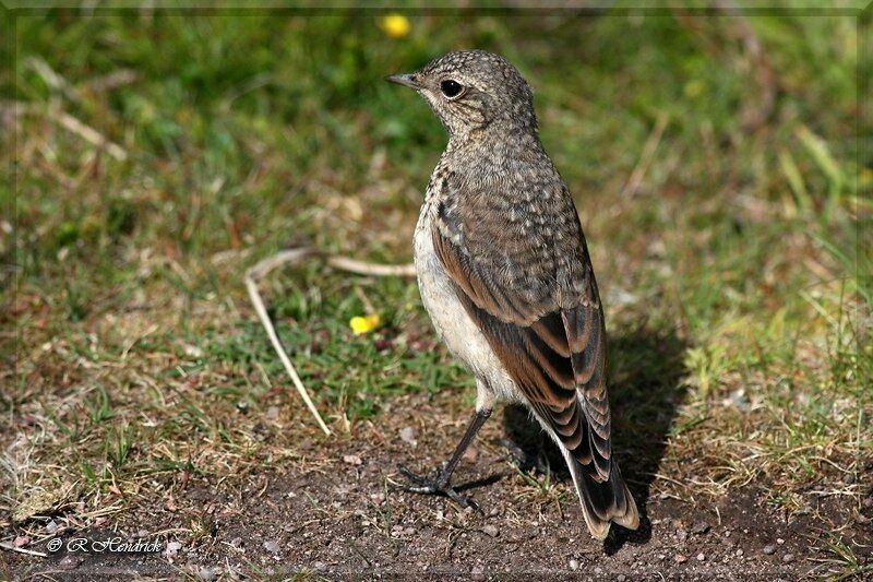 Northern Wheatear