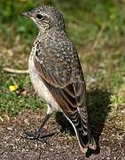 Northern Wheatear