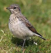 Northern Wheatear