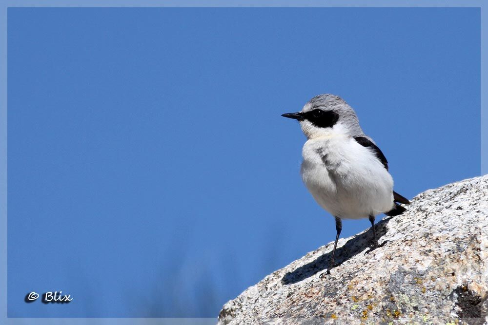 Northern Wheatear