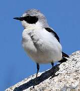 Northern Wheatear