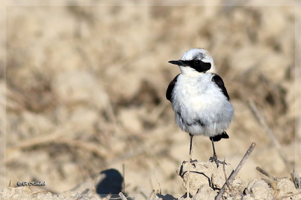 Black-eared Wheatear