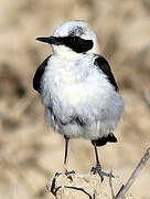 Western Black-eared Wheatear