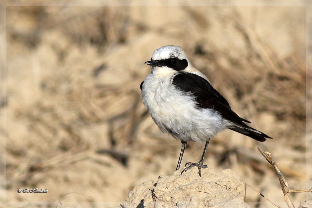 Black-eared Wheatear