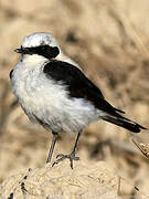 Black-eared Wheatear