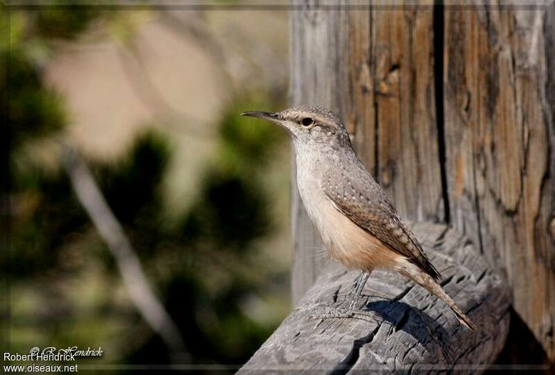 Rock Wren