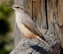 Rock Wren