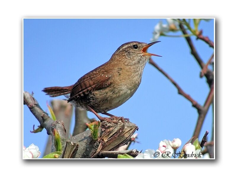 Eurasian Wren