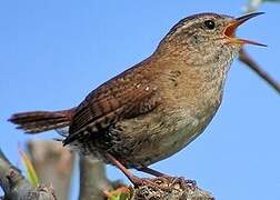 Eurasian Wren