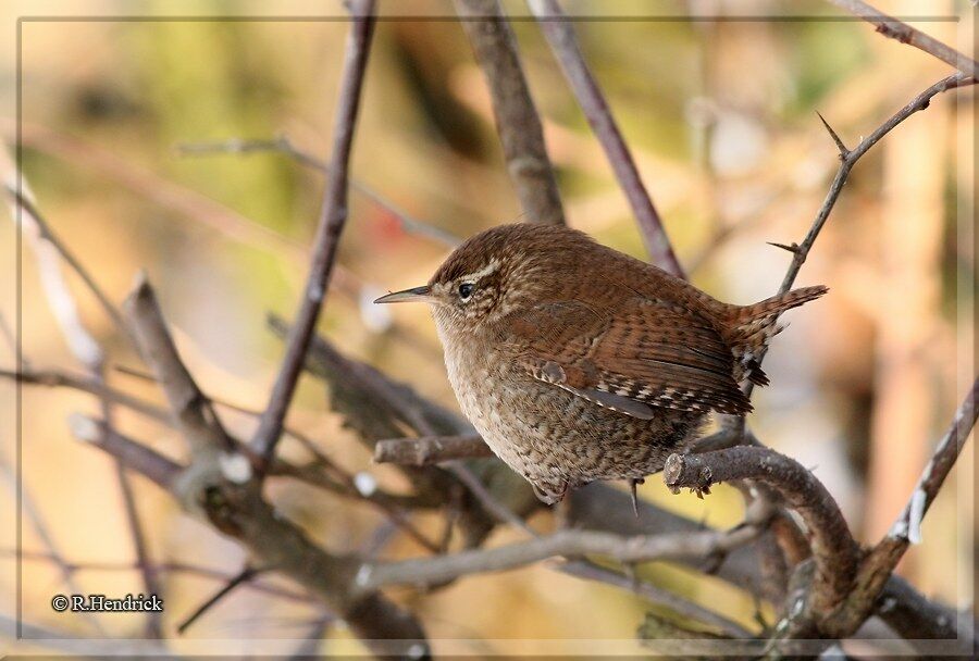 Eurasian Wren