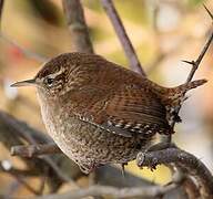 Eurasian Wren