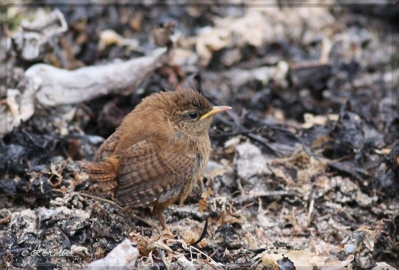 Troglodyte mignon