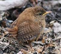 Eurasian Wren