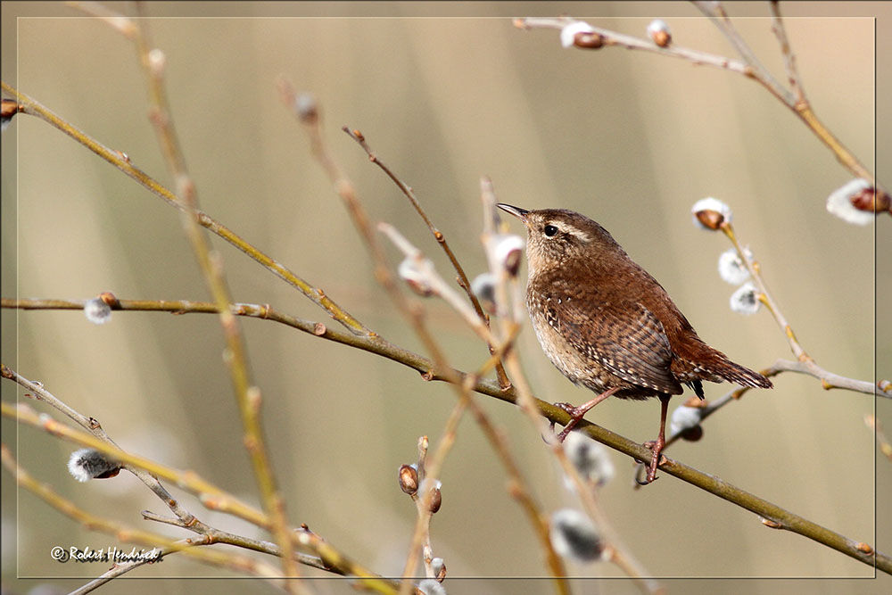 Eurasian Wren