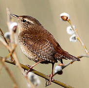 Eurasian Wren