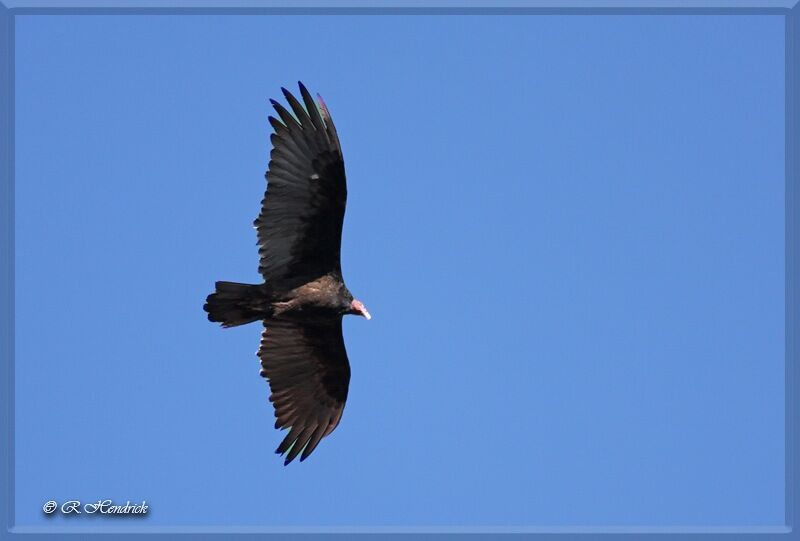 Turkey Vulture