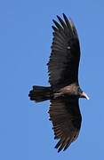 Turkey Vulture