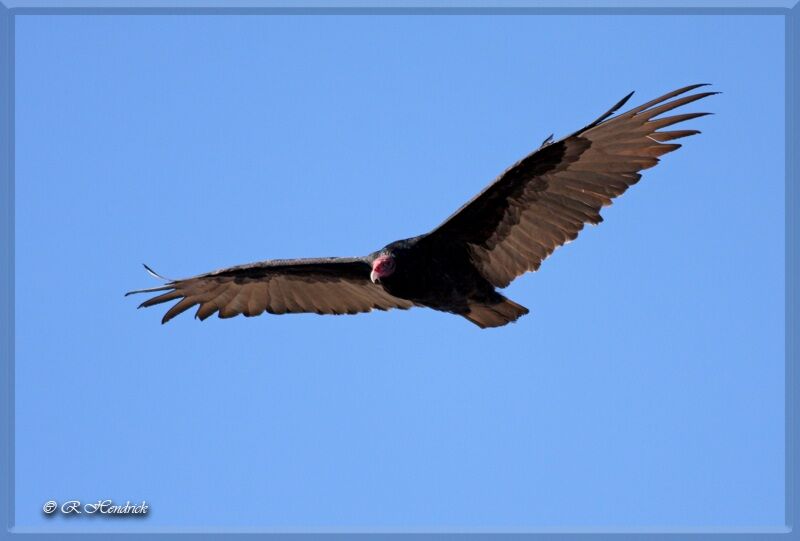 Turkey Vulture