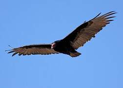 Turkey Vulture