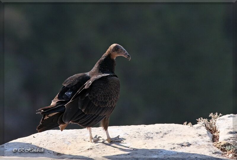 Turkey Vulture