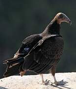 Turkey Vulture