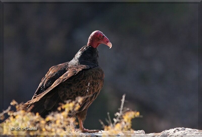 Turkey Vulture